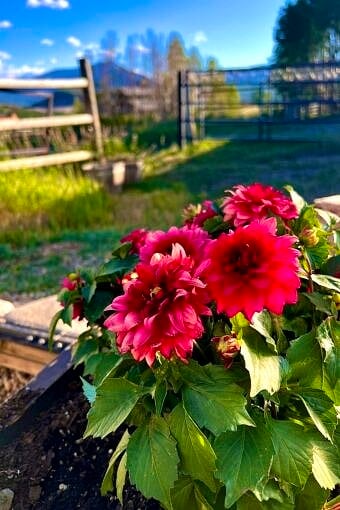 Nine Favorite Things | halfbakedharvest.com