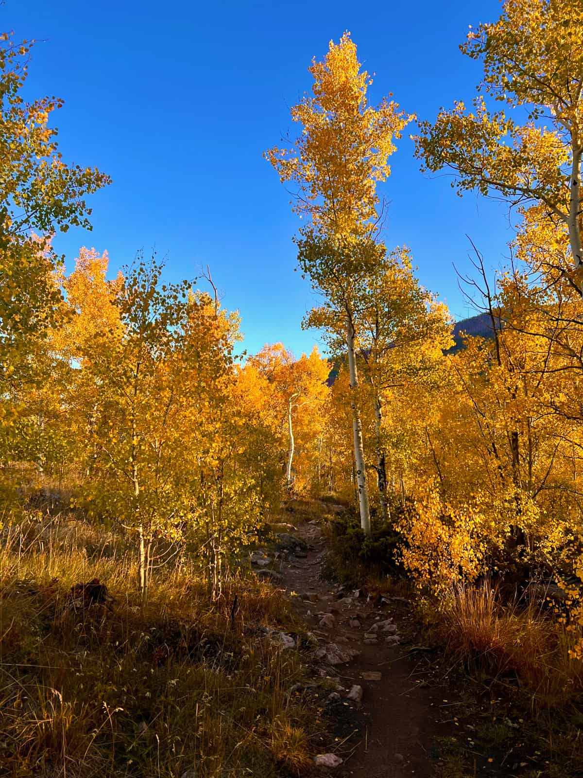 Nine Favorite Things