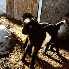 Nine Favorite Things | halfbakedharvest.com