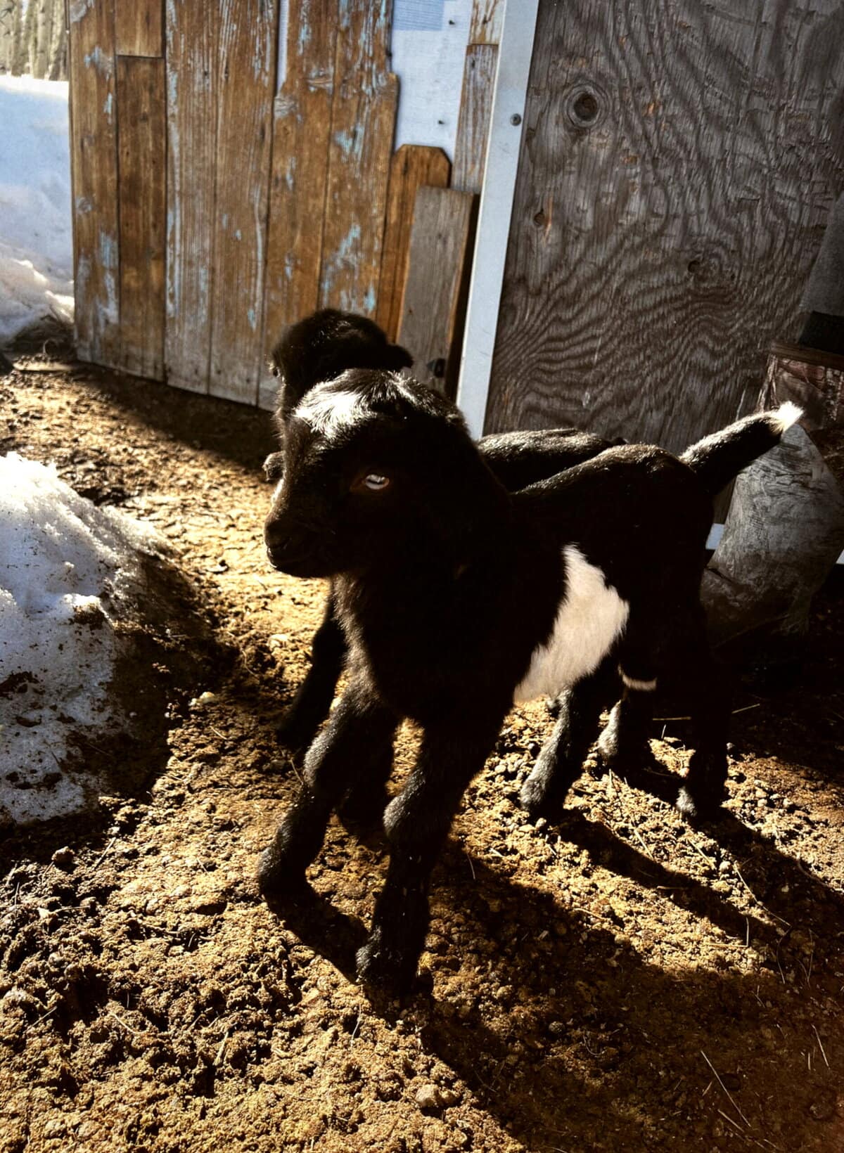 Nine Favorite Things | halfbakedharvest.com