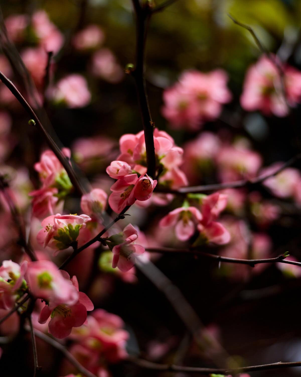 Nine Favorite Things | halfbakedharvest.com